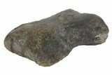 Fossil Hadrosaur Phalange (Toe Bone) - Montana #145210-5